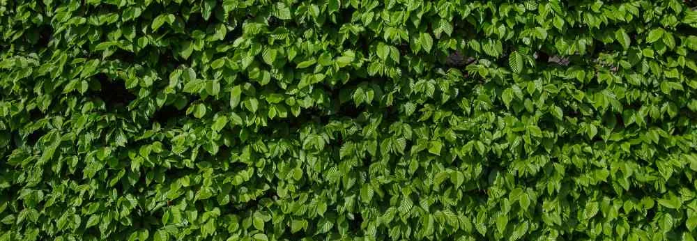 Nahaufnahme einer dichten, grünen Hecke.